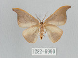 中文名:黑點雙帶鉤蛾(1282-6990)學名:Nordstromia semililacina Inoue, 1992(1282-6990)