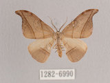 中文名:黑點雙帶鉤蛾(1282-6990)學名:Nordstromia semililacina Inoue, 1992(1282-6990)