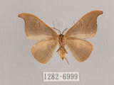 中文名:黑點雙帶鉤蛾(1282-6999)學名:Nordstromia semililacina Inoue, 1992(1282-6999)