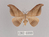 中文名:黑點雙帶鉤蛾(1282-6999)學名:Nordstromia semililacina Inoue, 1992(1282-6999)