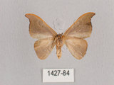 中文名:黑點雙帶鉤蛾(1427-84)學名:Nordstromia semililacina Inoue, 1992(1427-84)