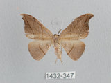 中文名:黑點雙帶鉤蛾(1432-347)學名:Nordstromia semililacina Inoue, 1992(1432-347)