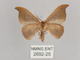 中文名:黑點雙帶鉤蛾(2692-25)學名:Nordstromia semililacina Inoue, 1992(2692-25)