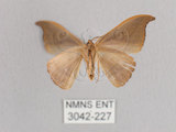 中文名:黑點雙帶鉤蛾(3042-227)學名:Nordstromia semililacina Inoue, 1992(3042-227)