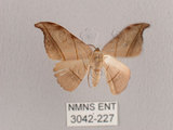 中文名:黑點雙帶鉤蛾(3042-227)學名:Nordstromia semililacina Inoue, 1992(3042-227)
