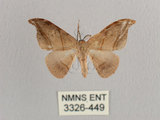 中文名:黑點雙帶鉤蛾(3326-449)學名:Nordstromia semililacina Inoue, 1992(3326-449)