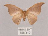 中文名:黑點雙帶鉤蛾(656-110)學名:Nordstromia semililacina Inoue, 1992(656-110)