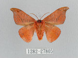 中文名:L紋鉤蛾(1282-27805)學名:Oreta extensa(1282-27805)