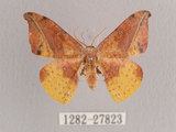 中文名:點帶鉤蛾(1282-27823)學名:Oreta fuscopurpurea(1282-27823)中文別名:鉛斑鉤蛾