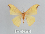 中文名:銀星黃鉤蛾(1282-27735)學名:Tridrepana arikana arikana (Matsumura, 1921)(1282-27735)中文別名:彎黑黃鉤蛾