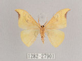 中文名:銀星黃鉤蛾(1282-27901)學名:Tridrepana arikana arikana (Matsumura, 1921)(1282-27901)中文別名:彎黑黃鉤蛾