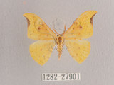 中文名:銀星黃鉤蛾(1282-27901)學名:Tridrepana arikana arikana (Matsumura, 1921)(1282-27901)中文別名:彎黑黃鉤蛾