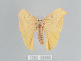 中文名:黃鉤蛾(1282-28080)學名:Tridrepana flava(1282-28080)中文別名:芝麻點黃鉤蛾