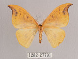 中文名:白點黃鉤蛾(1282-27791)學名:Tridrepana unispina(1282-27791)中文別名:銀斑黃鉤蛾