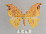 中文名:白點黃鉤蛾(1282-27791)學名:Tridrepana unispina(1282-27791)中文別名:銀斑黃鉤蛾