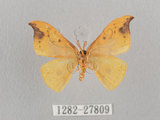 中文名:白點黃鉤蛾(1282-27809)學名:Tridrepana unispina(1282-27809)中文別名:銀斑黃鉤蛾