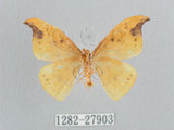 中文名:白點黃鉤蛾(1282-27903)學名:Tridrepana unispina(1282-27903)中文別名:銀斑黃鉤蛾