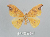 中文名:白點黃鉤蛾(1282-27903)學名:Tridrepana unispina(1282-27903)中文別名:銀斑黃鉤蛾
