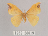 中文名:白點黃鉤蛾(1282-28019)學名:Tridrepana unispina(1282-28019)中文別名:銀斑黃鉤蛾