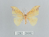 中文名:白點黃鉤蛾(1282-28082)學名:Tridrepana unispina(1282-28082)中文別名:銀斑黃鉤蛾