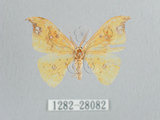 中文名:白點黃鉤蛾(1282-28082)學名:Tridrepana unispina(1282-28082)中文別名:銀斑黃鉤蛾