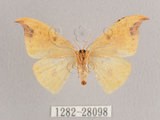中文名:白點黃鉤蛾(1282-28098)學名:Tridrepana unispina(1282-28098)中文別名:銀斑黃鉤蛾