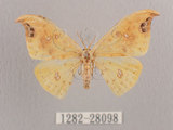 中文名:白點黃鉤蛾(1282-28098)學名:Tridrepana unispina(1282-28098)中文別名:銀斑黃鉤蛾