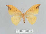 中文名:白點黃鉤蛾(1282-28112)學名:Tridrepana unispina(1282-28112)中文別名:銀斑黃鉤蛾