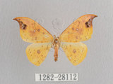 中文名:白點黃鉤蛾(1282-28112)學名:Tridrepana unispina(1282-28112)中文別名:銀斑黃鉤蛾