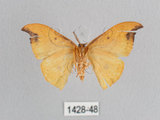 中文名:白點黃鉤蛾(1428-48)學名:Tridrepana unispina(1428-48)中文別名:銀斑黃鉤蛾