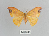 中文名:白點黃鉤蛾(1428-48)學名:Tridrepana unispina(1428-48)中文別名:銀斑黃鉤蛾