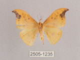 中文名:白點黃鉤蛾(2505-1235)學名:Tridrepana unispina(2505-1235)中文別名:銀斑黃鉤蛾