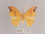 中文名:白點黃鉤蛾(2505-1235)學名:Tridrepana unispina(2505-1235)中文別名:銀斑黃鉤蛾