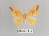 中文名:白點黃鉤蛾(2505-1417)學名:Tridrepana unispina(2505-1417)中文別名:銀斑黃鉤蛾