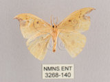 中文名:白點黃鉤蛾(3268-140)學名:Tridrepana unispina(3268-140)中文別名:銀斑黃鉤蛾