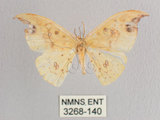 中文名:白點黃鉤蛾(3268-140)學名:Tridrepana unispina(3268-140)中文別名:銀斑黃鉤蛾