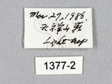 中文名:灰紋帶蛾(1377-2)