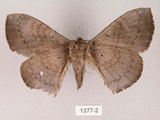 中文名:灰紋帶蛾(1377-2)學名:Ganisa postica formosicola Matsumura, 1931(1377-2)