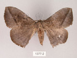 中文名:灰紋帶蛾(1377-2)學名:Ganisa postica formosicola Matsumura, 1931(1377-2)