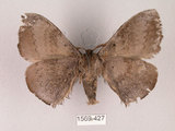 中文名:灰紋帶蛾(1569-427)學名:Ganisa postica formosicola Matsumura, 1931(1569-427)