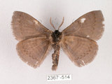 中文名:灰紋帶蛾(2367-514)學名:Ganisa postica formosicola Matsumura, 1931(2367-514)