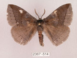 中文名:灰紋帶蛾(2367-514)學名:Ganisa postica formosicola Matsumura, 1931(2367-514)