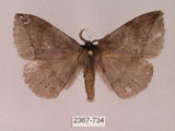 中文名:灰紋帶蛾(2367-734)學名:Ganisa postica formosicola Matsumura, 1931(2367-734)