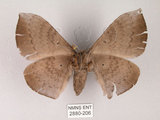 中文名:灰紋帶蛾(2880-206)學名:Ganisa postica formosicola Matsumura, 1931(2880-206)