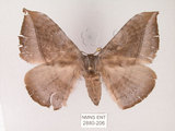 中文名:灰紋帶蛾(2880-206)學名:Ganisa postica formosicola Matsumura, 1931(2880-206)