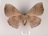 中文名:灰紋帶蛾(3161-653)學名:Ganisa postica formosicola Matsumura, 1931(3161-653)