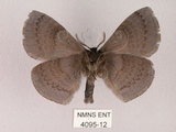 中文名:灰紋帶蛾(4095-12)學名:Ganisa postica formosicola Matsumura, 1931(4095-12)