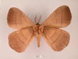 中文名:褐帶蛾(1282-178)學名:Palirisa cervina formosana Matsumura, 1931(1282-178)中文別名:軌帶蛾