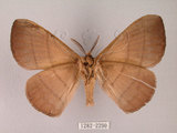 中文名:褐帶蛾(1282-2290)學名:Palirisa cervina formosana Matsumura, 1931(1282-2290)中文別名:軌帶蛾