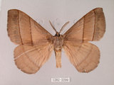 中文名:褐帶蛾(1282-2290)學名:Palirisa cervina formosana Matsumura, 1931(1282-2290)中文別名:軌帶蛾